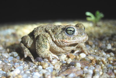 Natterjack toad - Epidalea calamita