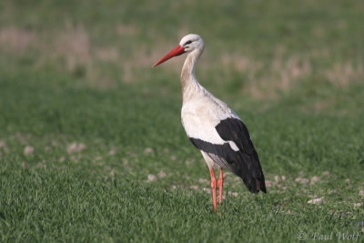 White Stork - Ciconia ciconia