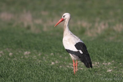 White Stork - Ciconia ciconia