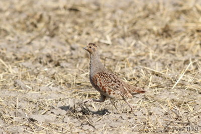 Grey Partridge - Perdix perdix
