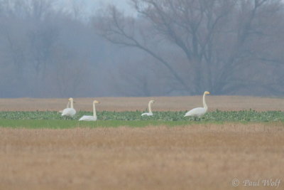 Whooper Swan - Cygnus cygnus