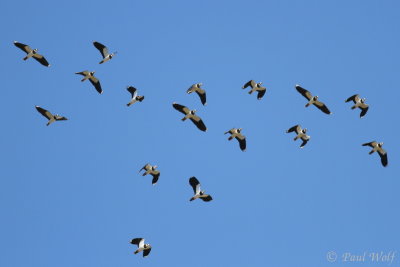Northern Lapwing - Vanellus vanellus
