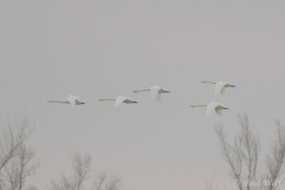 Bewick's Swan - Cygnus columbianus