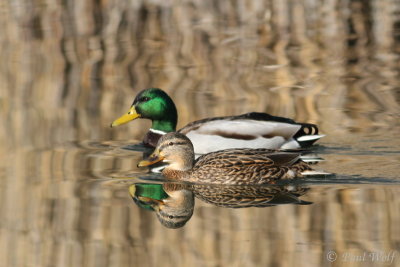 Mallard - Anas platyrhynchos