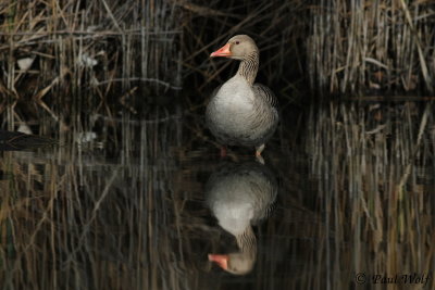 Greylag Goose - Anser anser
