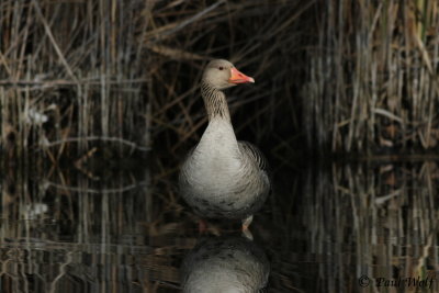 Greylag Goose - Anser anser