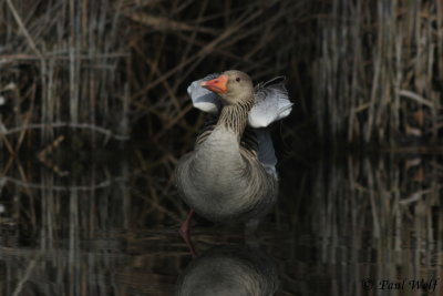 Greylag Goose - Anser anser