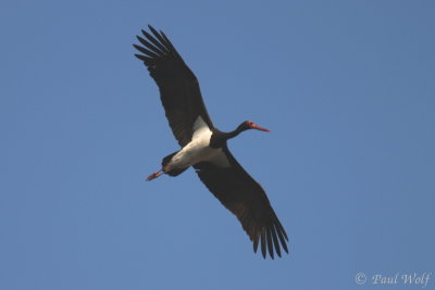 Black Stork - Ciconia nigra