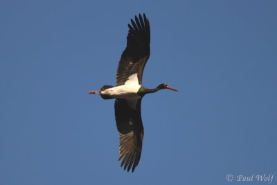 Black Stork - Ciconia nigra