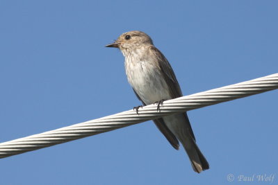Spotted Flycatcher - Muscicapia striata