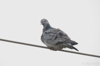 Stock Dove - Columba oenas