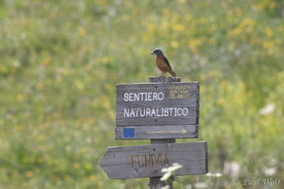 Common Rock Thrush - Monticola saxatilis