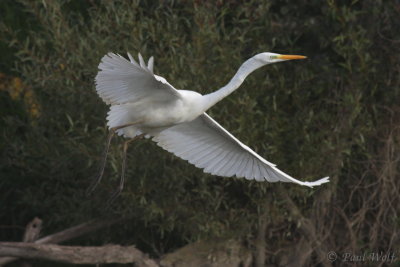 Great Egret - Ardea alba