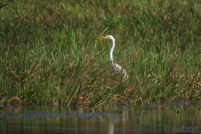 Great Egret - Ardea alba