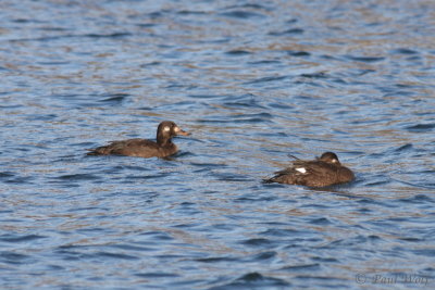 Velvet Scoter - Melanitta fusca