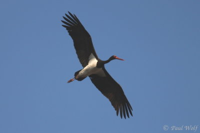 Black Stork - Ciconia nigra 