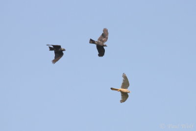 Common Kestrel - Falco tinnunculus