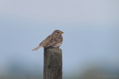Corn Bunting - Emberiza calandra