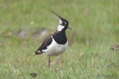 Northern Lapwing - Vanellus vanellus