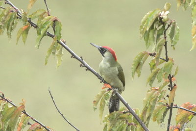 European Green Woodpecker - Picus viridis