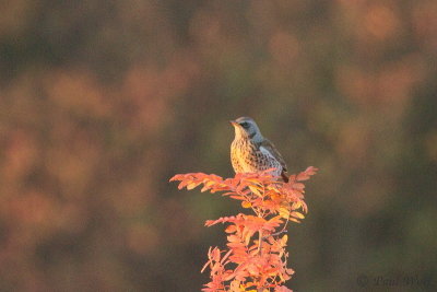 Fieldfare - Turdus pilaris