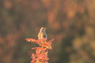 Fieldfare - Turdus pilaris