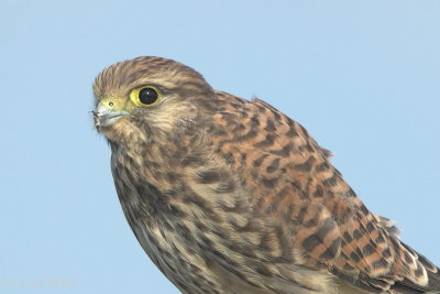Common Kestrel - Falco tinnunculus