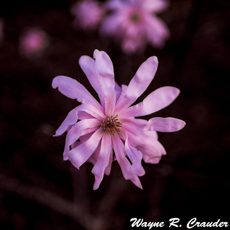 Bernheim_March_2017_106.jpg