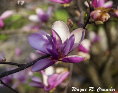Spring_42019_014.jpg