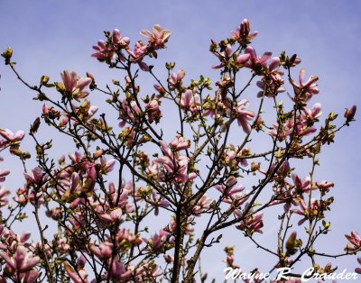 Spring_42019_012.jpg