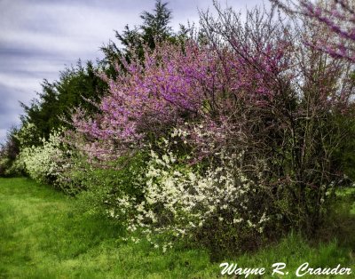 Spring_42019_016.jpg