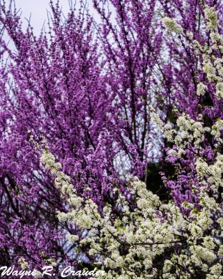 Spring_42019_020.jpg