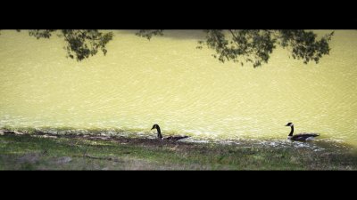 Geese_032019.jpg