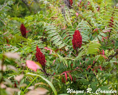 Sumac_82019_004.jpg