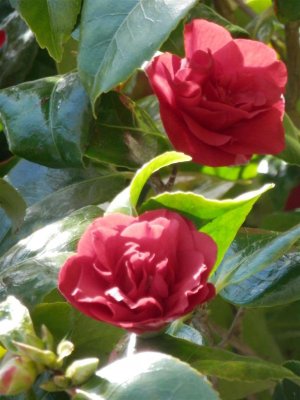 Camelia