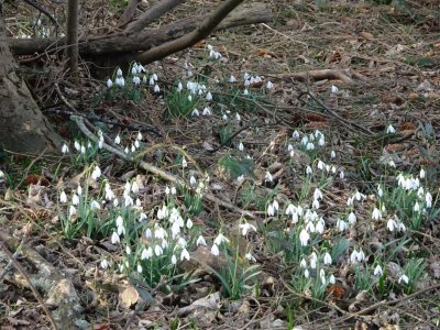 DSC00093 (Large).JPG