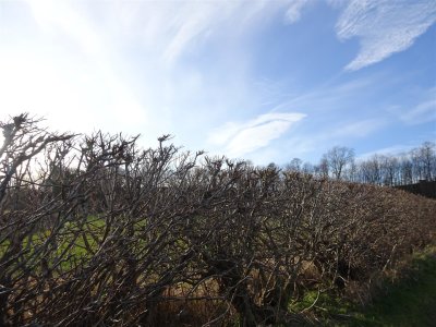 DSC00104 (Large).JPG