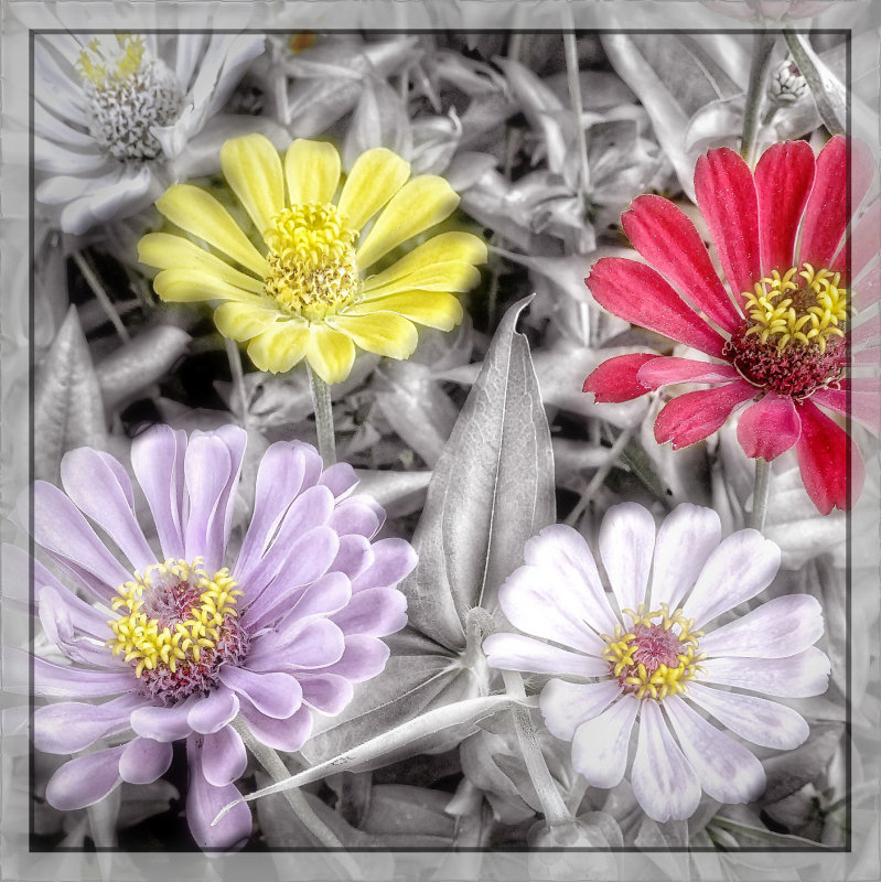 Zinnias