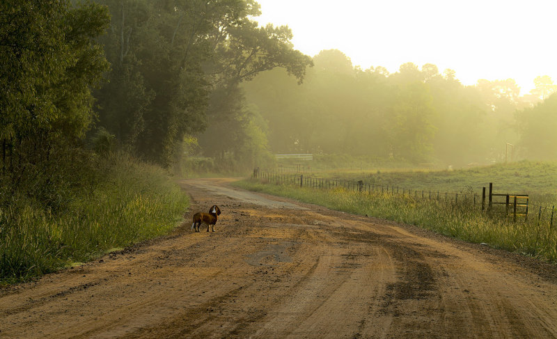 Lonesome Dog 2021 Edit  