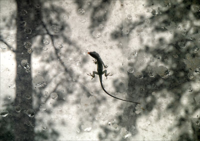 Lizard takes a drink on the skylight