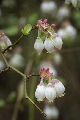 My Blueberry Bush