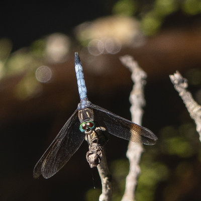 Dragonfly Face