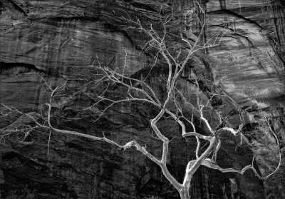Electric Tree - Zion N.P.