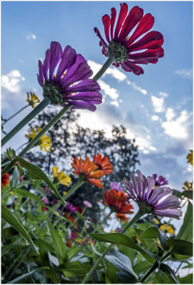 Zinnias