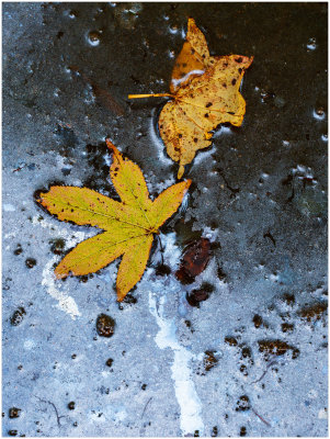 Fall Leaves on Staɡnant Water 