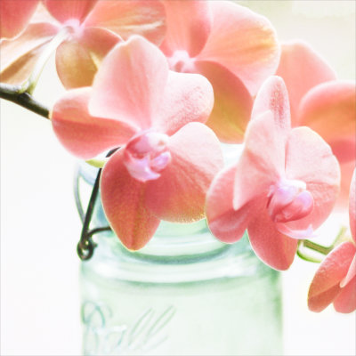 Studio Orchid Pastel 1