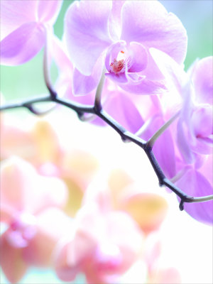 Studio Orchid Pastel 2