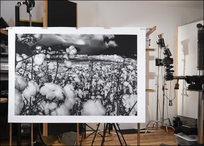 New cottonfield print 38x56