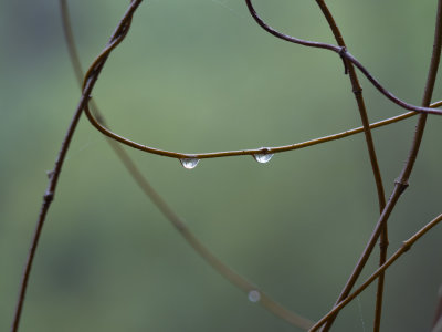Two Drops 
