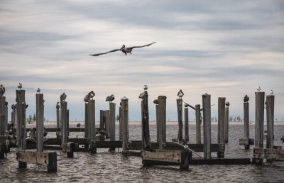 Pelican Cay - Biloxi, Mississippi